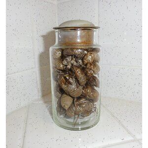 Antique Apothecary Jar of Large & Small Cicada Skins oddity jar insect molt